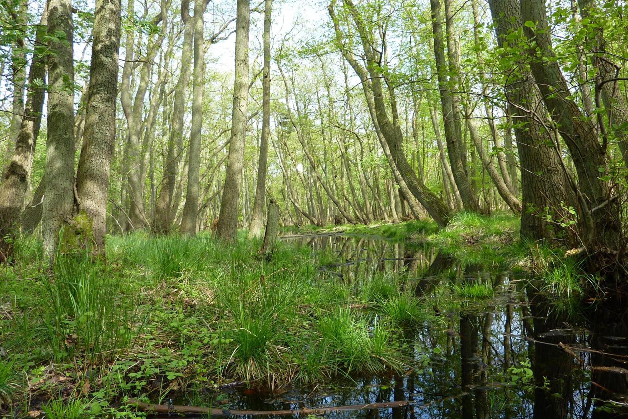 Fewo Kaeuzchen - Ulenhoef Prerow Exteriér fotografie
